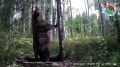 В заповедных лесах Марий Эл проснулись медведи