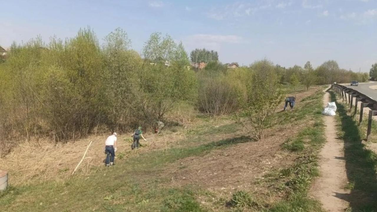 Территории плотин в Семёновке и Знаменском расчистили от борщевика