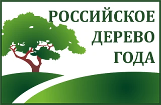 Дуб Степана Разина претендует на звание «Российское дерево года – 2026»