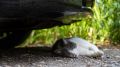 В Йошкар-Оле обнаружили двух кошек с подозрением на бешенство