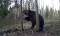 Хозяин леса попал на камеру фотоловушки и обнюхал ее