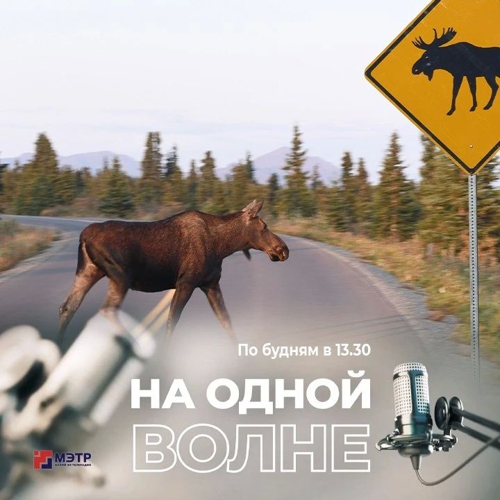 Весна на загородных дорогах: как избежать встречи с дикими животными?