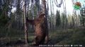 Фотоловушка, установленная в заповеднике «Большая Кокшага», запечатлел, как медведь занимается очень важным ритуалом