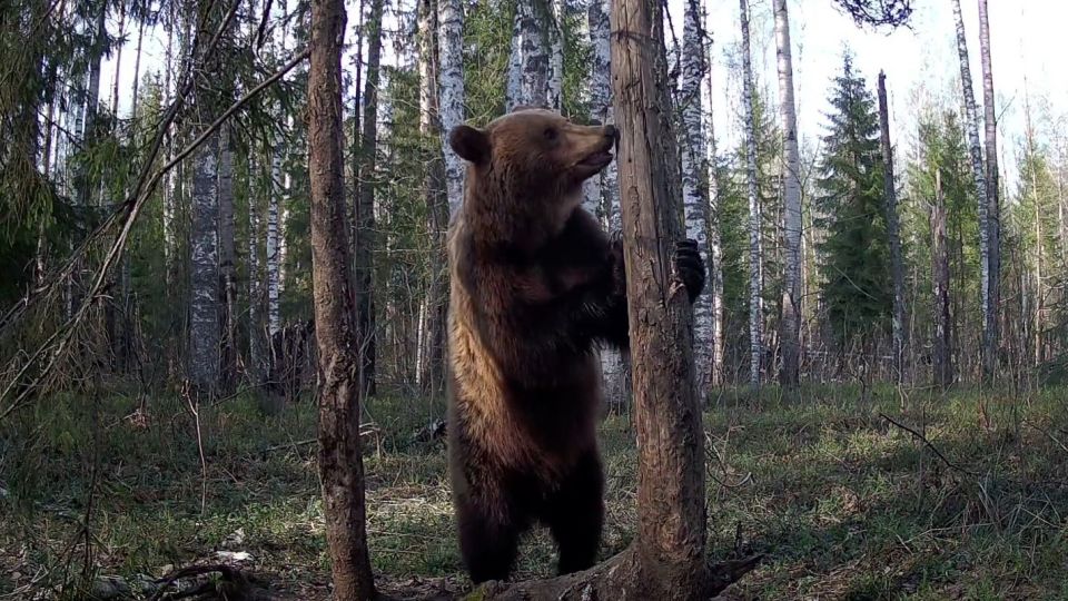 В заповеднике «Большая Кокшага» медведь показал свой вомероназальный орган