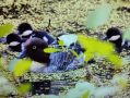 � ����������� �������� ������� � ����� �� �������� ������ � ���� ���� ������� ������� � ����-���� ������ �� �������� �������� �������� �������
