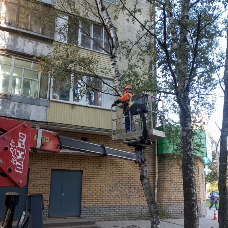 Обрезка деревьев в городских условиях: разбираем главные причины Обрезка деревьев в городских условиях: разбираем главные причины