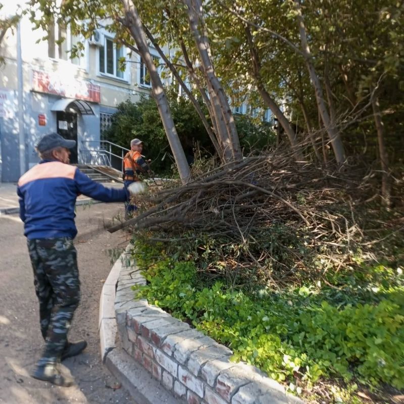 Обрезка деревьев в городских условиях: разбираем главные причины Обрезка деревьев в городских условиях: разбираем главные причины