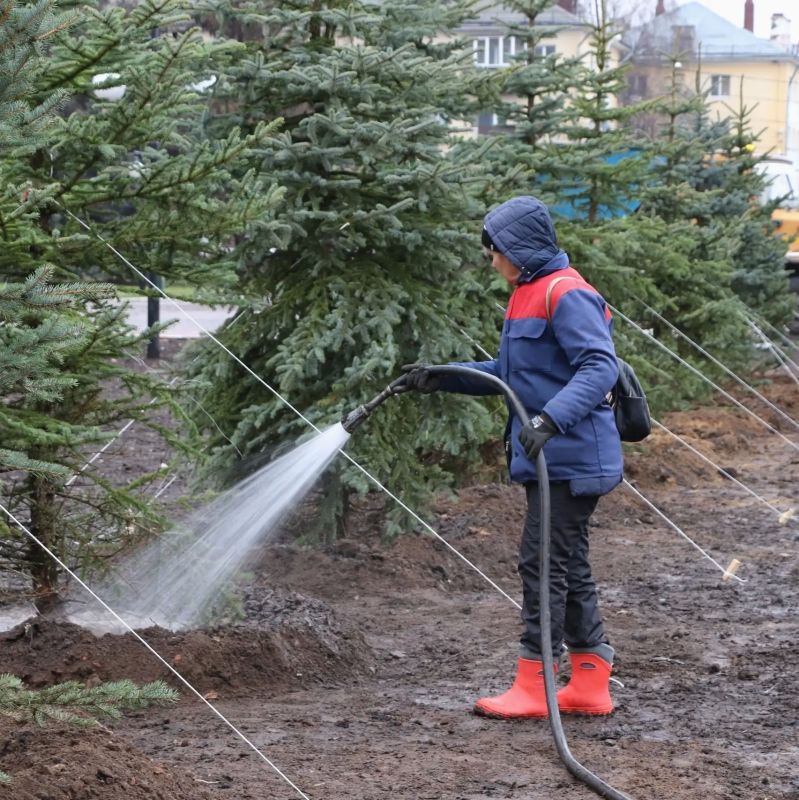 Обрезка деревьев в городских условиях: разбираем главные причины Обрезка деревьев в городских условиях: разбираем главные причины