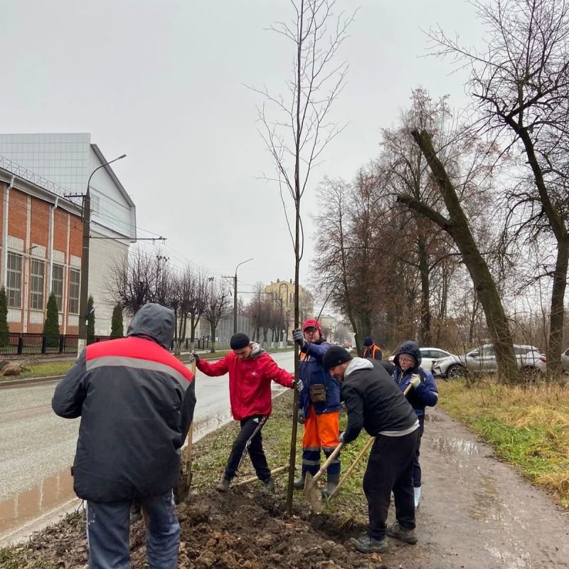 Обрезка деревьев в городских условиях: разбираем главные причины Обрезка деревьев в городских условиях: разбираем главные причины