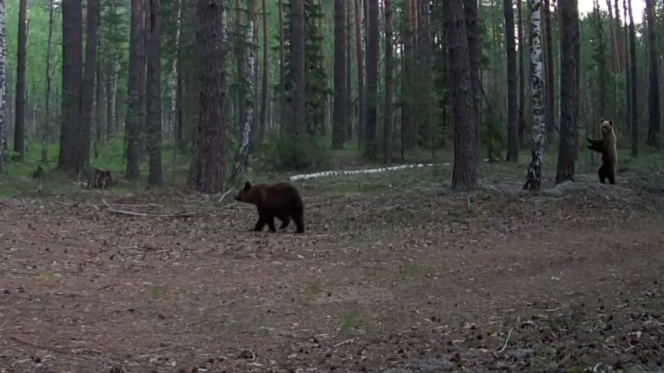 По заповеднику «Большая Кокшага» бродят медведи
