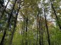 В Марий Эл 4-й класс пожароопасности лесов продлили до 22 июня, сообщает РСЧС