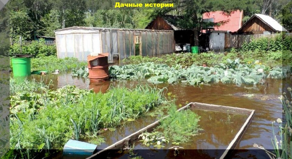 Советы для дачников: как сохранить урожай в дождливое лето
