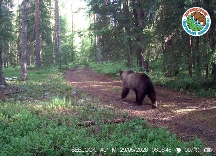 В объектив фотоловушки в заповеднике «Большая Кокшага» вновь попал знакомый зверь
