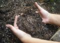 Секреты плодородной почвы: как правильно ухаживать за земельным участком
