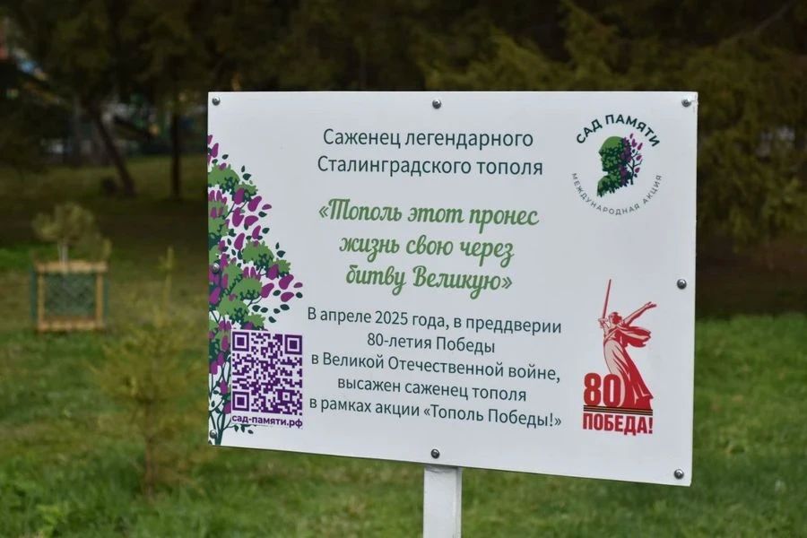 В Йошкар-Оле прижился «Тополь Победы» В Йошкар-Оле прижился «Тополь Победы»