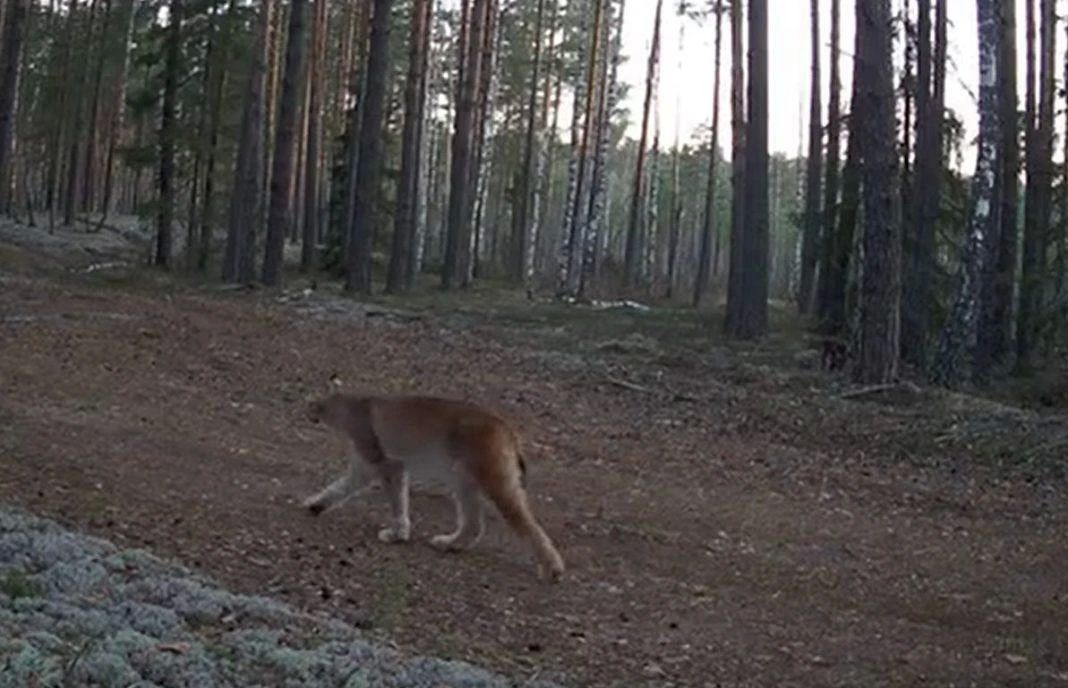 В заповеднике «Большая Кокшага» в объектив фотоловушки попала рысь — редкий и осторожный хищник, которого в этих местах можно встретить крайне редко