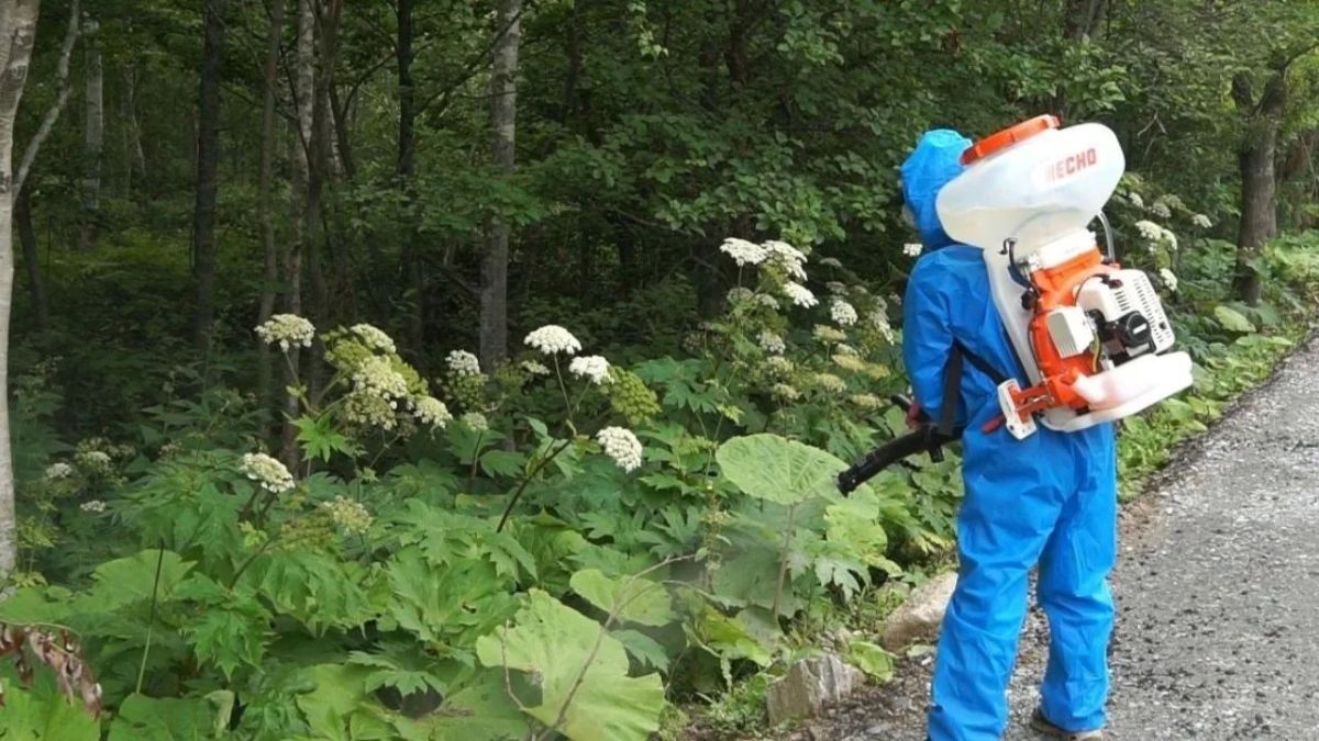 В Самарской области утвердили список опасных растений, которые будут уничтожать