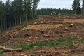 В первом полугодии 2026 года в Марий Эл возбуждено три уголовных дела по фактам незаконной рубки лесных насаждений
