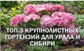 Топ-3 сорта крупнолистной гортензии, способные выжить даже в суровые зимы