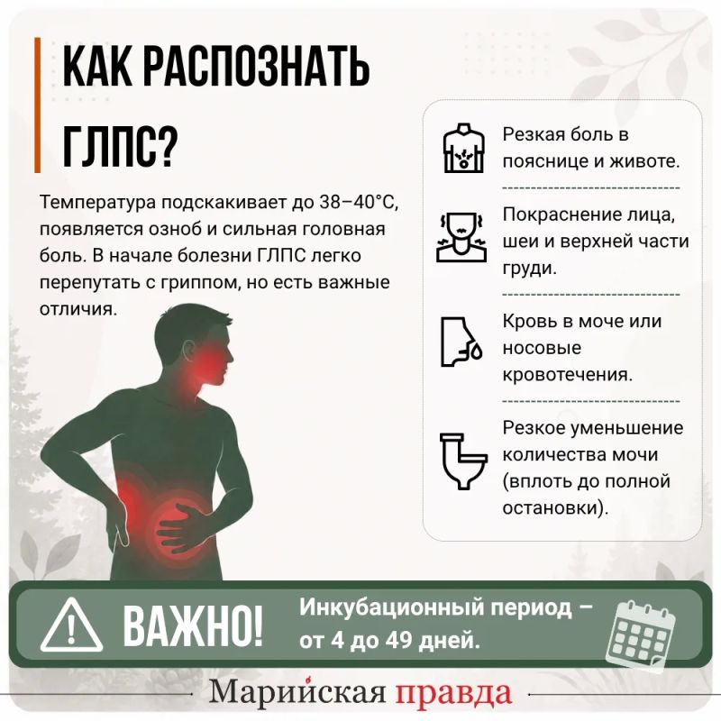 Мыши опасны!. За пять месяцев 2026 года в Марий Эл отмечен рост заболевания геморрагической лихорадкой с почечным синдромом (ГЛПС) в 1,5 раза по сравнению с тем же периодом прошлого года Мыши опасны!. За пять месяцев 2026 года в Марий Эл отмечен рост заболевания геморрагической лихорадкой с почечным синдромом (ГЛПС) в 1,5 раза по сравнению с тем же периодом прошлого года