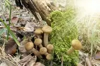 Как отличить съедобные грибы от ядовитых: советы для новичков