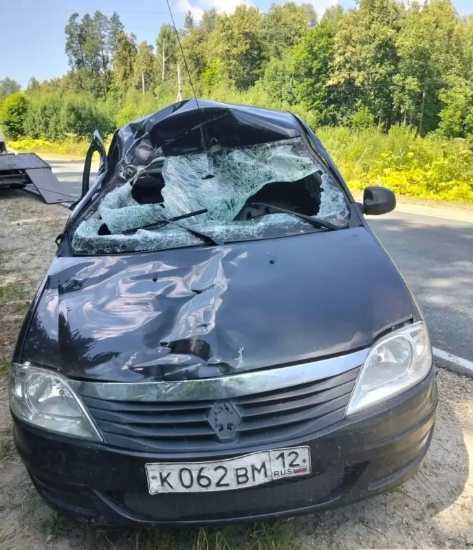 В Медведевском районе лось выбежал под колёса Renault Logan