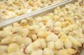 На ярмарке в Звенигове продавали цыплят и утят без ветеринарных документов