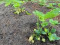 Секреты успешного урожая клубники Азия