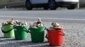 Где опасно собирать грибы: советы Роспотребнадзора