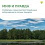 Развеиваем мифы о лесных пожарах
