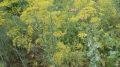 В Марий Эл полицейские изъяли более двух килограммов маковой соломы* у пенсионера
