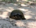 Глобальное потепление привело в Марий Эл болотных черепах