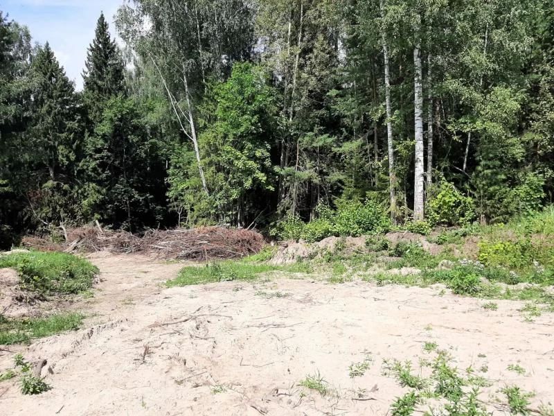 В Звениговском районе задержали 40-летнего жителя города Чебоксары, который незаконно вырубал деревья