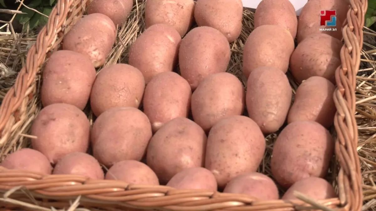 Овощная грядка республики – и гарант продовольственной безопасности