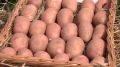 Овощная грядка республики – и гарант продовольственной безопасности