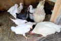 В Марий Эл ученики агротехнологического класса растят цыплят