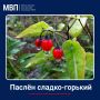 Осторожно: в лесах Марий Эл встречаются ядовитые ягоды