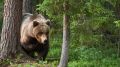 В пригород Йошкар-Олы зачастили медведи