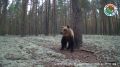 В заповеднике «Большая Кокшага» Марий Эл фотоловушка засняла медведя в сосняке-беломошнике