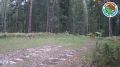 В заповеднике «Большая Кокшага» фотоловушка запечатлела пару волков, патрулирующих свои владения