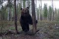 Что делать при встрече с медведем
