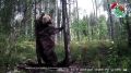 В Марий Эл, как и во многих других российских регионах, все чаще замечают медведей возле населенных пунктов