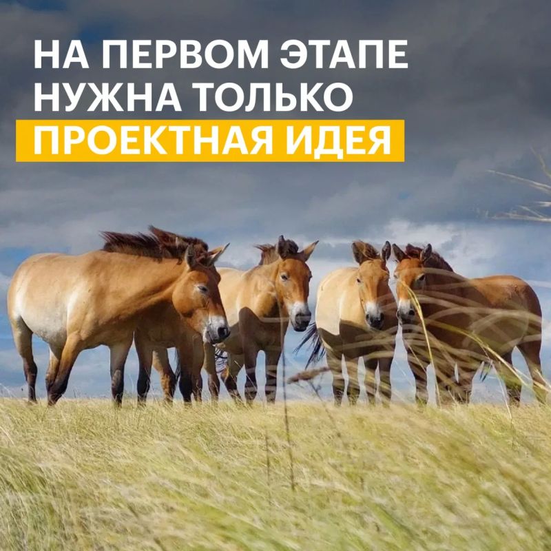 Есть идея, которая поможет сохранить природу России? Пришло время превратить ее в проект Есть идея, которая поможет сохранить природу России? Пришло время превратить ее в проект