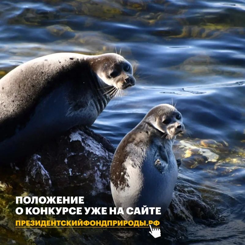Есть идея, которая поможет сохранить природу России? Пришло время превратить ее в проект Есть идея, которая поможет сохранить природу России? Пришло время превратить ее в проект