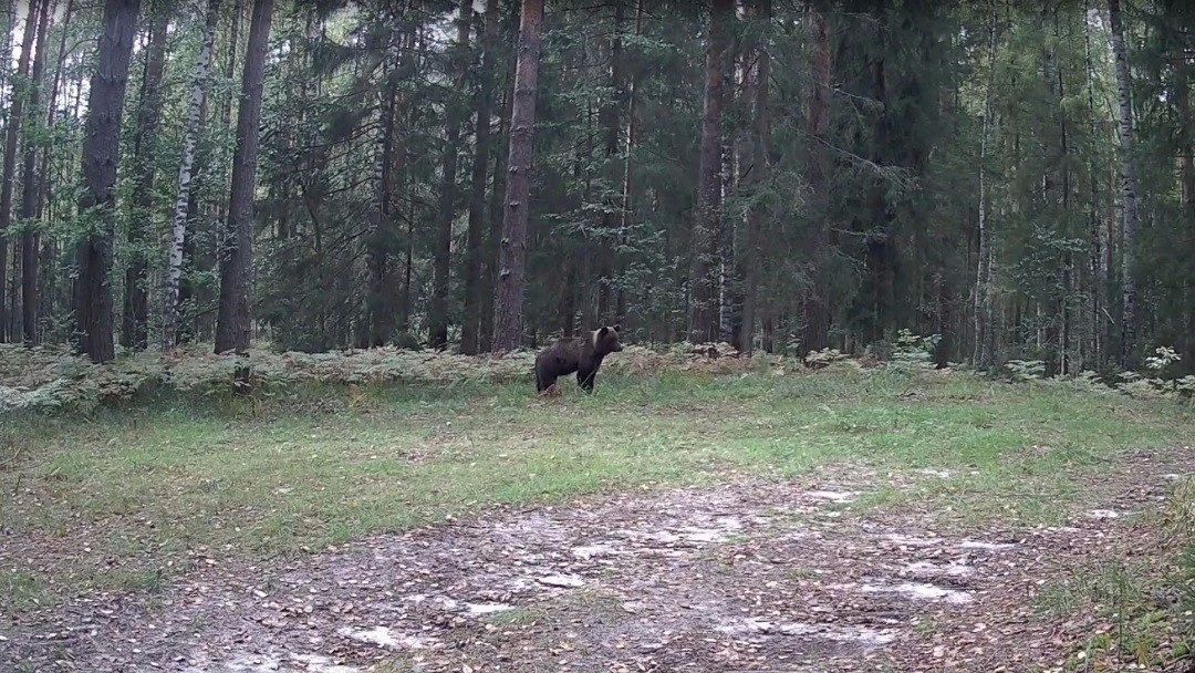 В заповеднике «Большая Кокшага» фотоловушки засняли медведей, которые активно нагуливают жир перед зимой