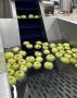 В деревне Халтурино Куженерского района заработала линия по переработке садовых яблок, которой смогут воспользоваться дачники и владельцы приусадебных участков