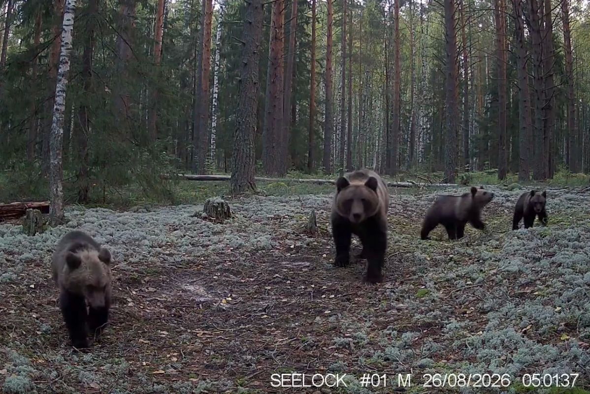 Фотоловушка в Марий Эл сняла медведицу с тройняшками на рассвете