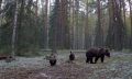Ранним утром на заповедную поляну в заповеднике «Большая Кокшага» вышла молодая медведица сразу с тремя медвежатами-сеголетками, для которых нынешняя осень стала первой в жизни