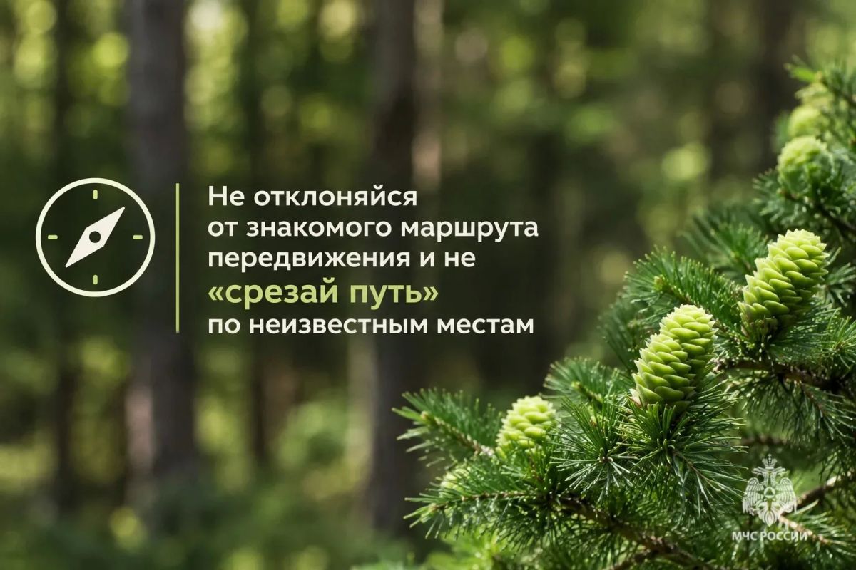 Безопасный поход в лес. В карточках МЧС России ты найдешь полезные советы, которые нужно знать до похода в лес Безопасный поход в лес. В карточках МЧС России ты найдешь полезные советы, которые нужно знать до похода в лес