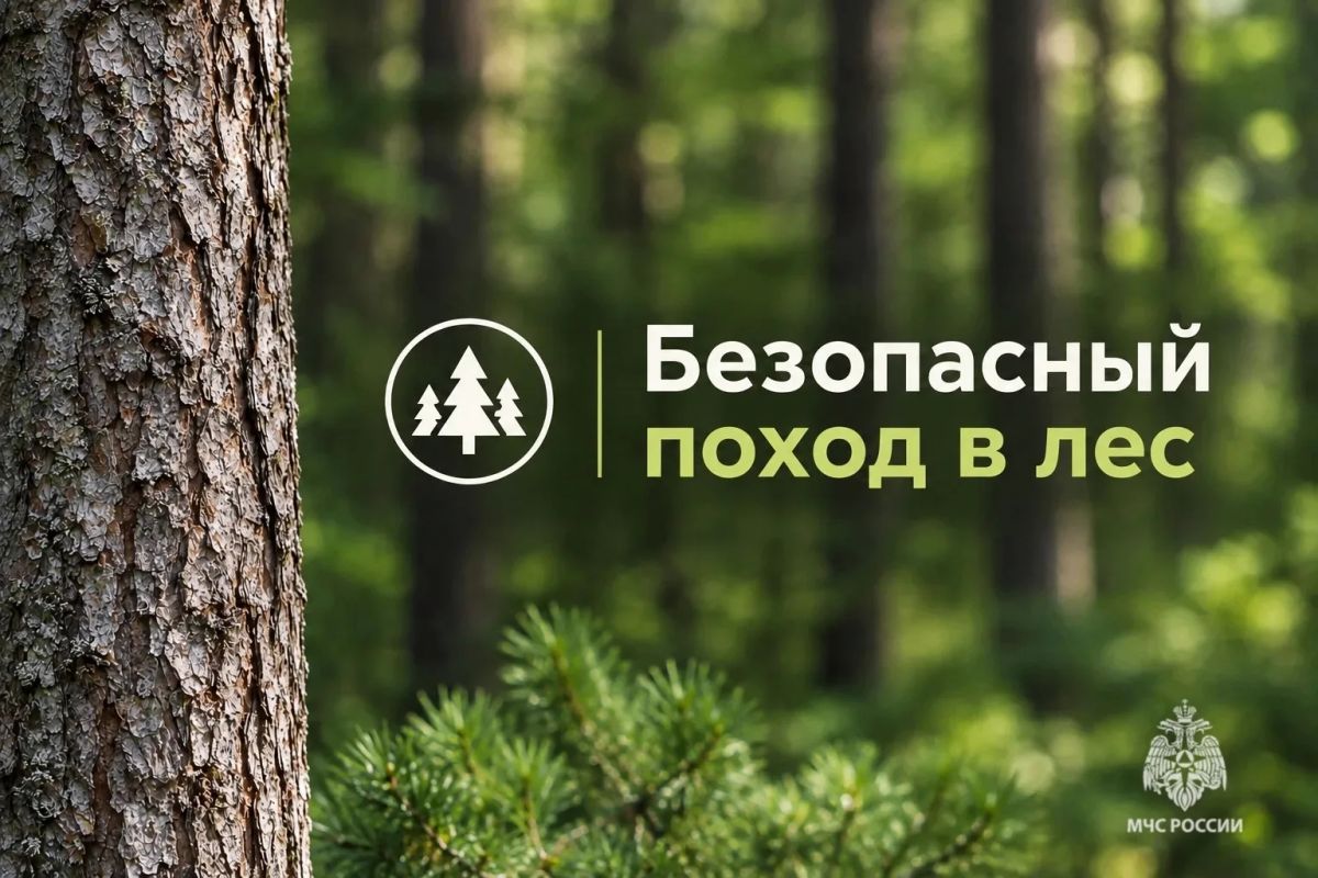 Безопасный поход в лес. В карточках МЧС России ты найдешь полезные советы, которые нужно знать до похода в лес